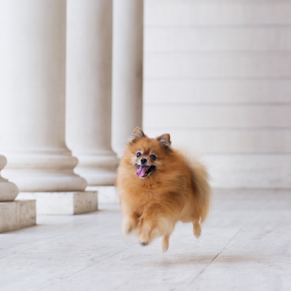 Meet your Posher, Jenny - Picture 1 of 1